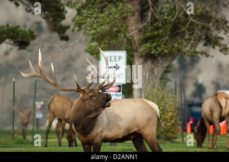 Rutting bull elk (Cervus canadensis) bugling in the street at Mammoth Hot Springs Yellowstone National Park Wyoming Stock Photo