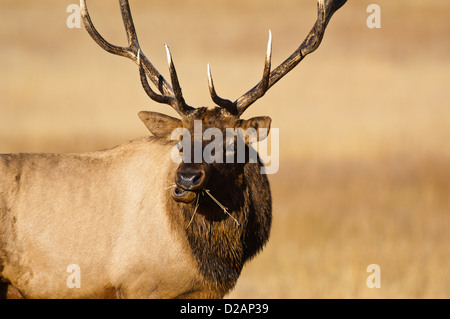 Bull elk (Cervus canadensis) feeding on grass in Wyoming Stock Photo