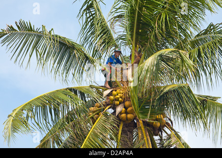 BALI - JANUARY 26. Balinese man harvesting coconut on January 26, 2012 in Bali, Indonesia. According to UN figures, Indonesia Stock Photo