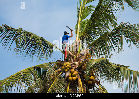 BALI - JANUARY 26. Balinese man harvesting coconut on January 26, 2012 in Bali, Indonesia. According to UN figures, Indonesia Stock Photo