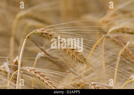 Ripe ears / spikelets in barley field (Hordeum vulgare) in summer Stock Photo
