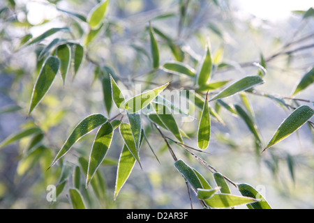 Close up of bamboo edged with frost, catching the morning sunlight (Bambuseae / Phyllostachys nigra) Stock Photo