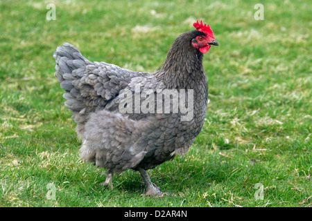 Domestic chicken (Gallus gallus domesticus) hen portrait at poultry farm Stock Photo