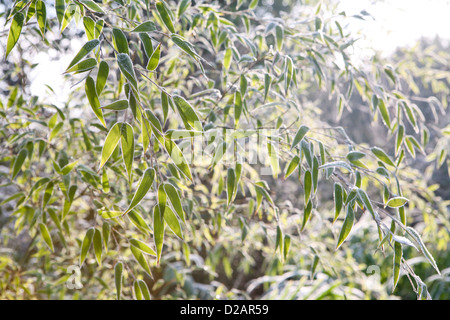 Bamboo edged with frost, catching the morning sunlight (Bambuseae / Phyllostachys nigra) Stock Photo