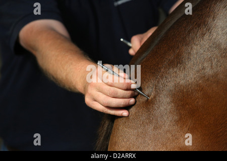 Ascheberg, Germany, review of the spine of a horse with acupuncture Staff Stock Photo