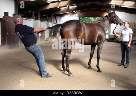 Ascheberg, Germany, Horse Osteopath Michael Stuckenberg treated a horse Stock Photo