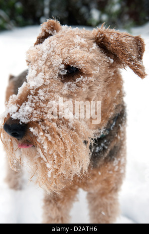An Airedale Terrior plays in deep snow. Stock Photo