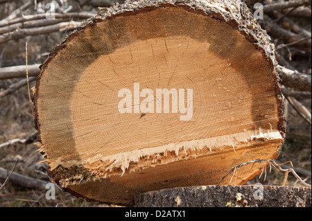 Damage from the Mountain Pine Beetle (Dendroctonus ponderosae) in the Seeley Lake area of Montana. Stock Photo