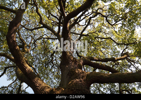 The truck & branches of a Lucombe Oak tree (Quercus x hispanica 'Lucombeana') in the Royal Botanic Gardens, Kew, London, UK. Stock Photo