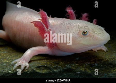 White axolotl (Ambystoma mexicanum) neotenic aquatic salamander leucistic individual captive critically endangered in the wild Stock Photo