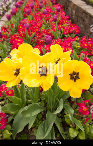 Beautiful bright colourful spring flowers (tulips, primulas) bloom in landscaped flowerbeds in Ilkley scenic town centre, West Yorkshire, England, UK.