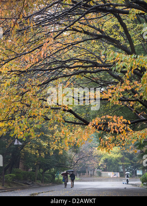 Fall color in Ueno Park, Tokyo, Japan. Stock Photo