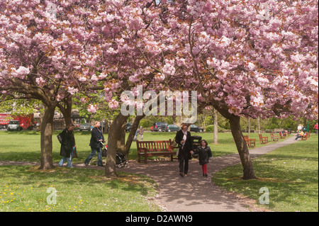 People walk on sunlit park path under canopy of trees & beautiful colourful pink cherry blossom in spring - Riverside Gardens, Ilkley, Yorkshire, UK. Stock Photo