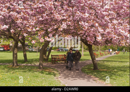 People walk on sunlit park path under canopy of trees & beautiful, colourful pink cherry blossom in spring - Riverside Gardens, Ilkley, Yorkshire, UK. Stock Photo