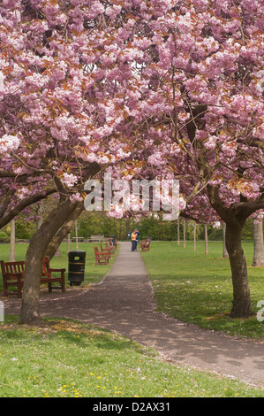People relax in sunlit park under canopy of trees with beautiful, colourful pink cherry blossom in spring - Riverside Gardens, Ilkley, Yorkshire, UK. Stock Photo