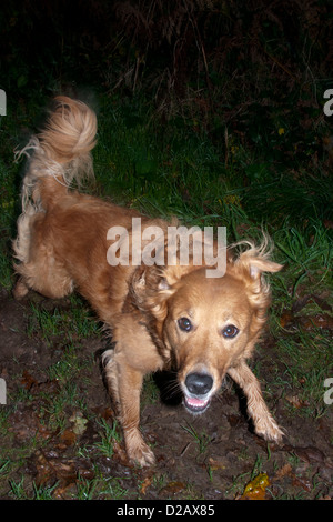 Nova Scotia Duck-Tolling Retriever Stock Photo