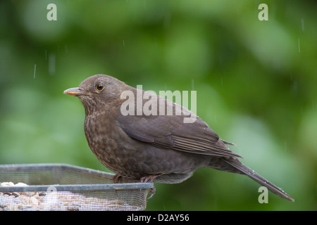 Female Blackbird Turdus Merula perched on seed feeder tray in garden with soft green background in light snowfall Stock Photo