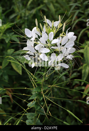 White Spider Flower, Cleome hassleriana (Cleome spinosa 'White Queen'), Cleomaceae. Native to southern South America. Stock Photo