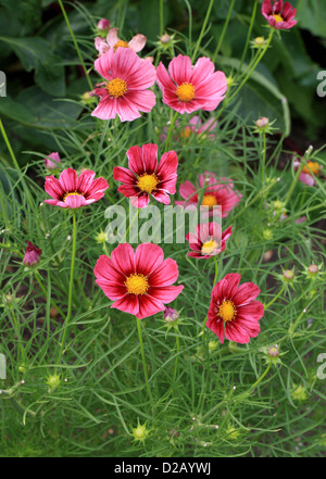 Garden Cosmos or Mexican Aster, Cosmos bipinnatus, Asteraceae. Mexico. Garden Flowers. Stock Photo