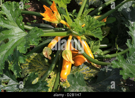 Golden Zucchini, Yellow Summer Squash, Courgette, Marrow, Cucurbita pepo, Cucurbitaceae. Stock Photo