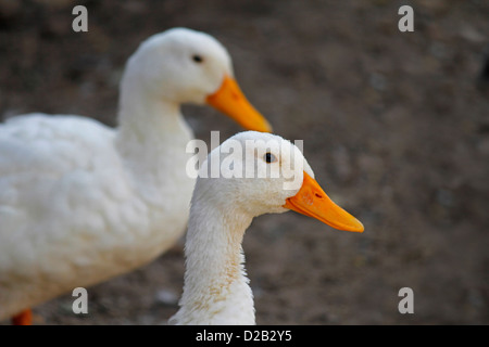 Domestic ducks, Anas platyrhynchos f domestica Near a pond, Pune, Maharashtra, India Stock Photo