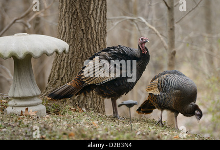 Young male and female Eastern Wild Turkeys Meleagris gallopavo silvestris in a Toronto back yard in winter Stock Photo