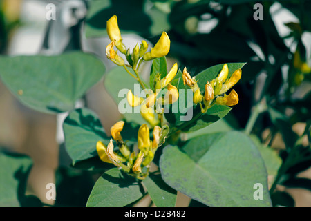 Flowers Of Red Gram, Pigeon Pea, Yellow Lentil, Pune, Maharashtra, India Stock Photo