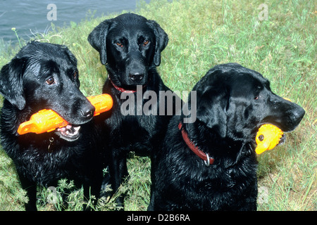 Three black Labrador retrievers holding orange retriever bumpers Stock Photo