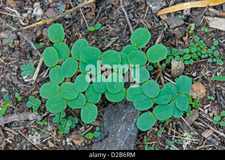 Cassia obtusifolia, Cassia seeds, unhampered clarity seeds Stock Photo