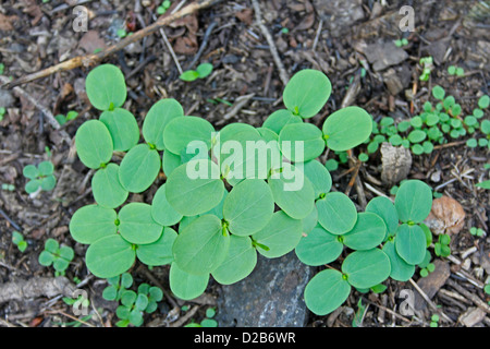 Cassia obtusifolia, Cassia seeds, unhampered clarity seeds Stock Photo