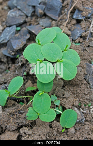 Cassia obtusifolia, Cassia seeds, unhampered clarity seeds Stock Photo