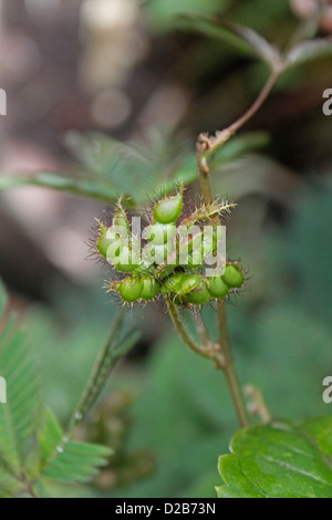 Seeds of Sensitive plant, (Touch me not) Mimosa pudica, sesible plant Stock Photo