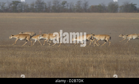 Saiga herd running through the autumn steppe. Stock Photo