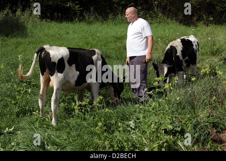 Resplendent village, Germany, farmer and young bulls in a lucrative field Stock Photo