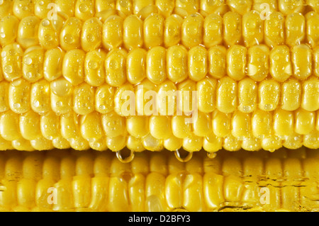 Extreme Close-Up Of Corn On The Cob Stock Photo