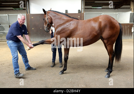 Ascheberg, Germany, Horse Osteopath Michael Stuckenberg treated a horse Stock Photo