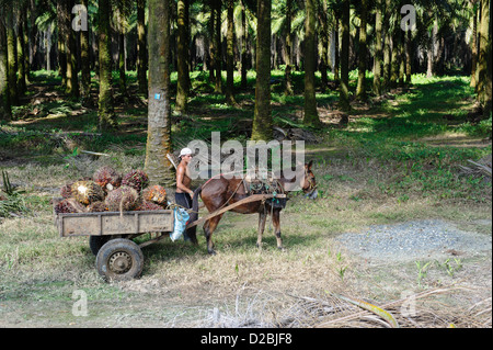 Harvest of oil palm fruits. Puntarenas Province, near Sierpe. Costa Rica Stock Photo