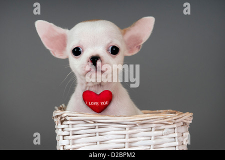 Cute little Chihuahua puppy with sign 'I Love You'. Stock Photo