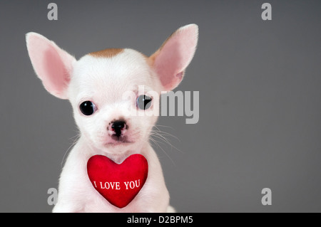 Cute little Chihuahua puppy with sign 'I Love You'. Stock Photo