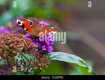 The European Peacock Butterfly Stock Photo