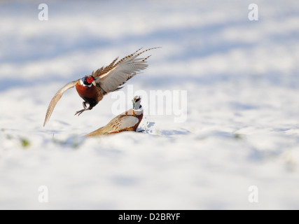 Common Pheasants (Phasianus colchicus) two males fighting on snow covered field, England, January Stock Photo