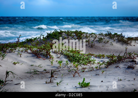 Sand and plants on a Florida beach. Stock Photo