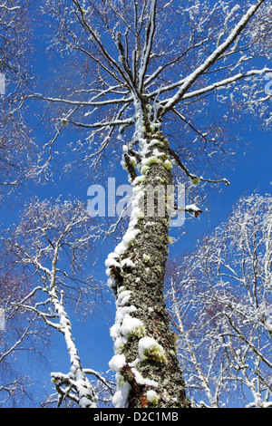 Lichen covered birch tree with snow on its branches viewed against a blue sky Stock Photo