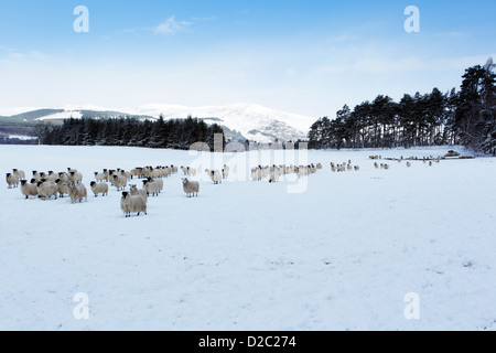 Black faced sheep in snow covered field near Aviemore in Scotland with the Monadhliath Mountains behind Stock Photo