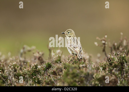 Meadow pipit (Anthus pratensis) perched on heather with a grub in its beak as it forages for food to feed its chicks Stock Photo