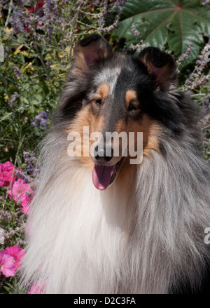 Head shot of Rough Collie Stock Photo