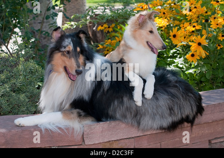 Rough collie lying down with Smooth collie laying over its back Stock Photo
