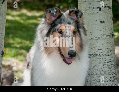 Head shot of Rough collie Stock Photo
