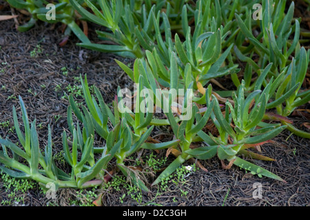 Ice plant found growing wild in Pacific Grove, California. Stock Photo