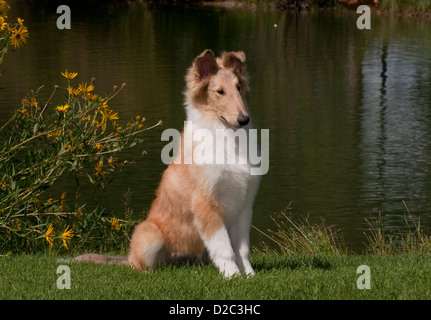 Rough collie puppy sitting in grass Stock Photo